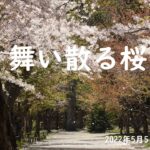 [北海道の自然と風景]舞い散る桜4K