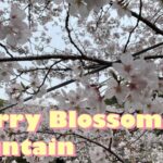 [4K HDR]Japan Cherry Blossoms (Sakura) 2022 – Kagoshima Kannongaike 花見/鹿児島/観音ヶ池