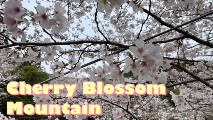 [4K HDR]Japan Cherry Blossoms (Sakura) 2022 – Kagoshima Kannongaike 花見/鹿児島/観音ヶ池