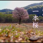 【願いの4Kドローン映像】2022年「桧原の1本桜」May your wish come true,Fukushima-Japan