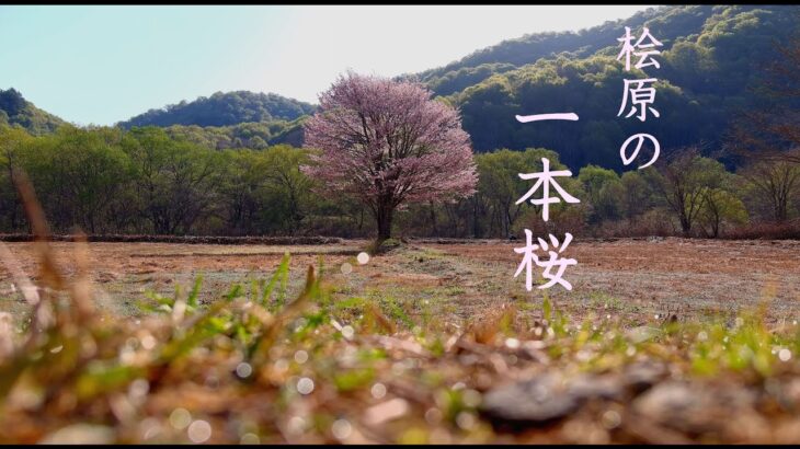 【願いの4Kドローン映像】2022年「桧原の1本桜」May your wish come true,Fukushima-Japan