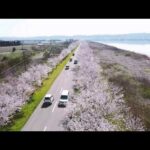 河北潟の桜並木　全体像9kmをノーカットでドローン空撮
