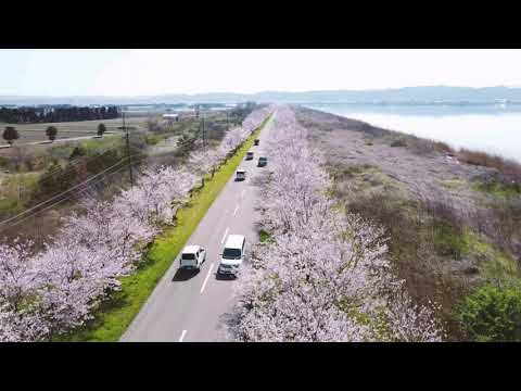 河北潟の桜並木　全体像9kmをノーカットでドローン空撮