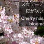 北欧風景 スウェーデンにも桜が咲いた。Cherry has finally bloomed. (4K)