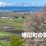 [ドローン空撮] 増田町の雪中桜 〜雪の中で咲く桜〜 DJI Mavic2 Pro [秋田の空から 4K 高画質]