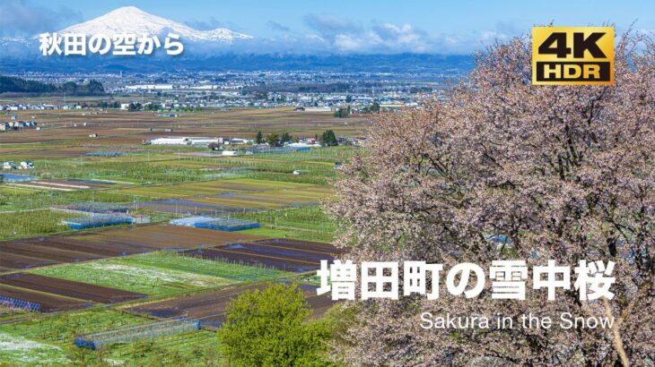 [ドローン空撮] 増田町の雪中桜 〜雪の中で咲く桜〜 DJI Mavic2 Pro [秋田の空から 4K 高画質]