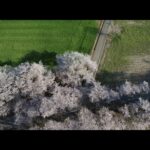 【DRONE】Cherry Blossom in TOKYO🇯🇵【眞原桜並木 山梨県 北杜市】