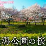 上堰潟公園の桜　新潟市西蒲区【JNN sakura ドローンDIG】