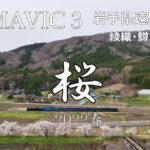 【Mavic3】遠野桜2022【ドローン】綾織　鱒沢