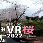 【VR】千鳥ヶ淵　桜 cherryblossm VR AMSR in  COVID-19 Japan 2022