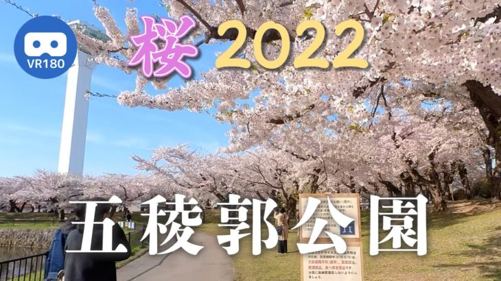 【VR180】五稜郭公園の桜 2022