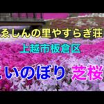 日本の原風景【ゑしんの里やすらぎ荘】芝桜がきれい！　archetype of landscape〈Beautiful Japan〉