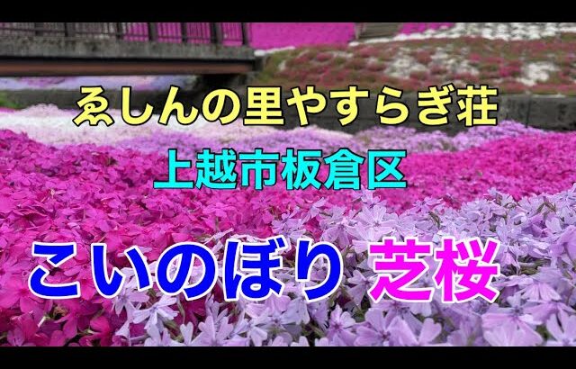 日本の原風景【ゑしんの里やすらぎ荘】芝桜がきれい！　archetype of landscape〈Beautiful Japan〉