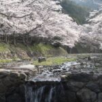 七谷川　和らぎの道　満開の桜