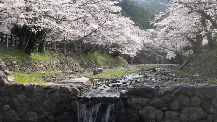 亀岡市　七谷川 和らぎの道　満開の桜