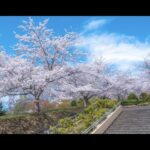 北海道の桜風景