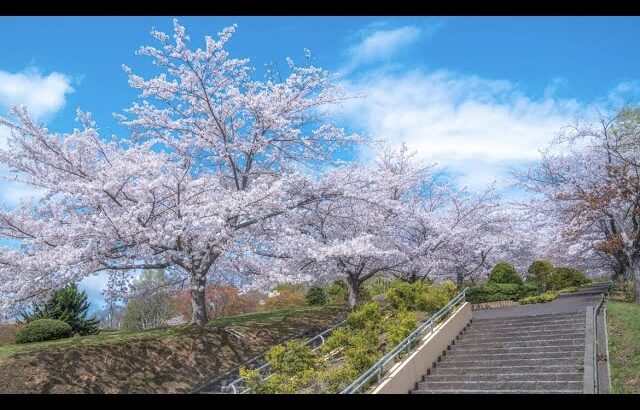 北海道の桜風景