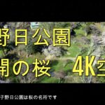 【ドローンで地域を魅力化】北海道厚岸町の桜名所「子野日公園」４ｋ空撮