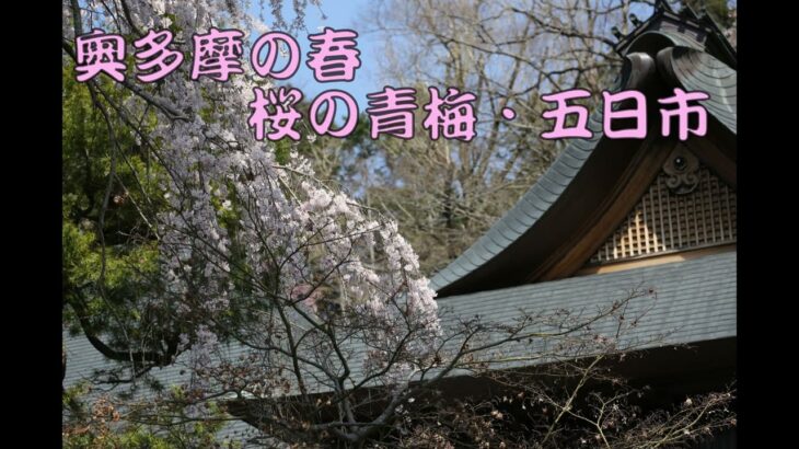 【癒しの風景】奥多摩の春 桜の青梅・五日市