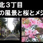 【赤羽北３丁目】 昭和の風景と桜とメジロ