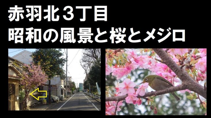 【赤羽北３丁目】 昭和の風景と桜とメジロ