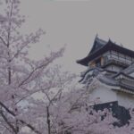 ドローンで見る国宝犬山城と桜