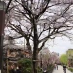 京都春物語　祇園白川の満開の桜🌸風景