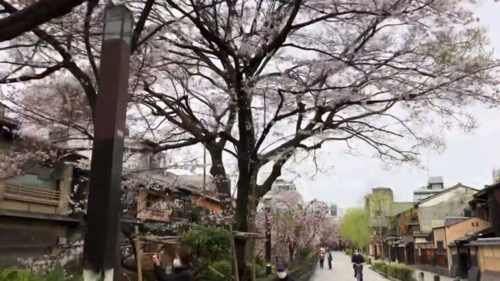 京都春物語　祇園白川の満開の桜🌸風景