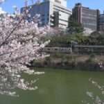 桜と鉄道のある風景