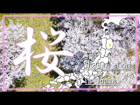 【桜風景】口内新田・三郎堤