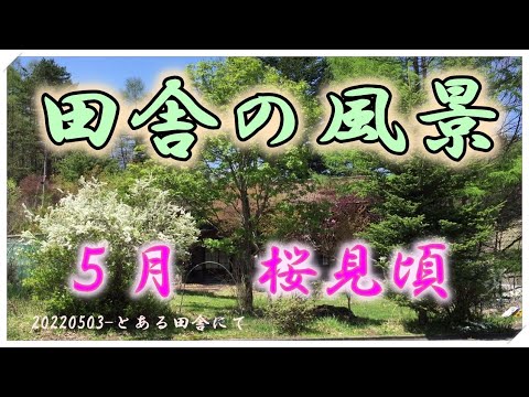 とある田舎の風景　５月　桜見頃