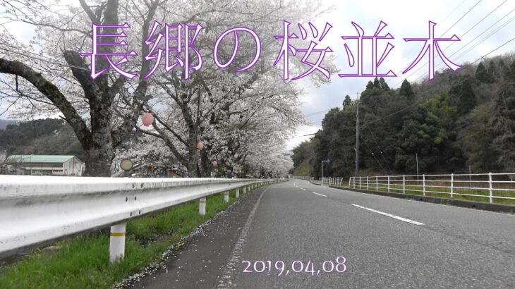 長郷の桜並木　岩美町往来