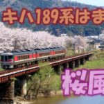 キハ189系はまかぜ桜風景