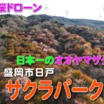 【2022桜ドローン】日本一のオオヤマザクラの里～盛岡市日戸『サクラパーク姫神』～
