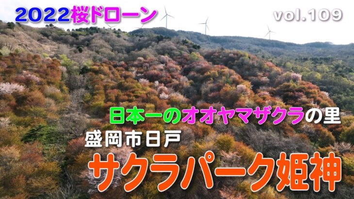 【2022桜ドローン】日本一のオオヤマザクラの里～盛岡市日戸『サクラパーク姫神』～