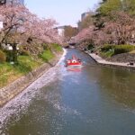 4K 高画質 富山市松川の桜風景。토야마시마쯔가와의 벚꽃풍경
