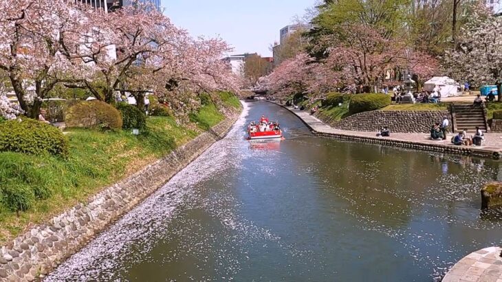 4K 高画質 富山市松川の桜風景。토야마시마쯔가와의 벚꽃풍경