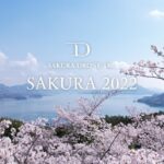 SAKURA 2022 [千本桜 (senbonzakura) Re Arrange ver.] | 桜ドローンプロジェクト