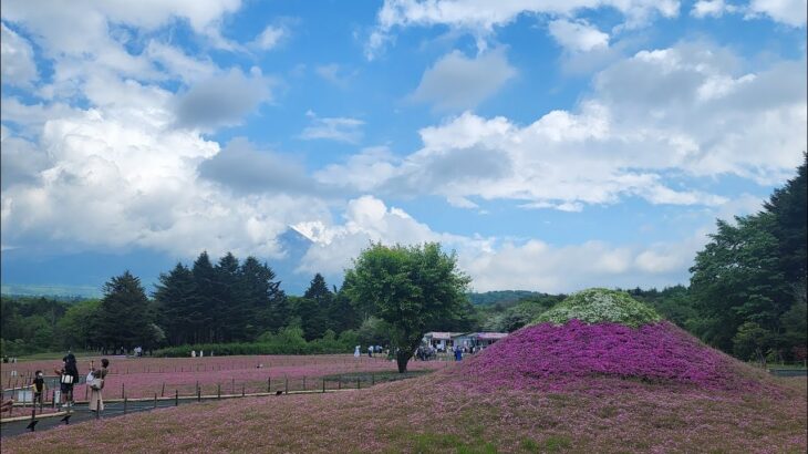 【VR 360°】Travel in 富士芝桜まつり – 日本．山梨