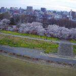 【ドローン】テスト飛行による空撮－桜並木②