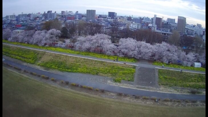 【ドローン】テスト飛行による空撮－桜並木②