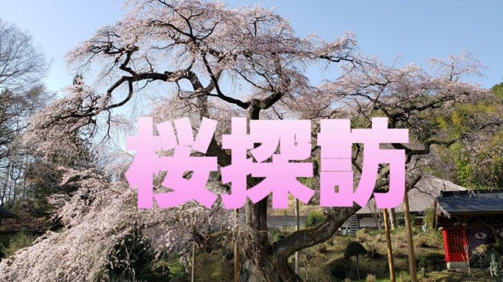 【桜探訪】美しい桜のある風景