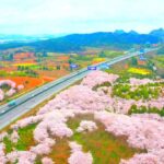 中国のとある風景 ｜高速道路沿いの桜