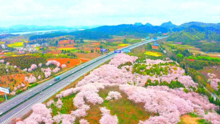 中国のとある風景 ｜高速道路沿いの桜