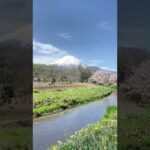 【春の風景】山梨県忍野村、新名庄川に舞い散る桜と富士山の特別な風景