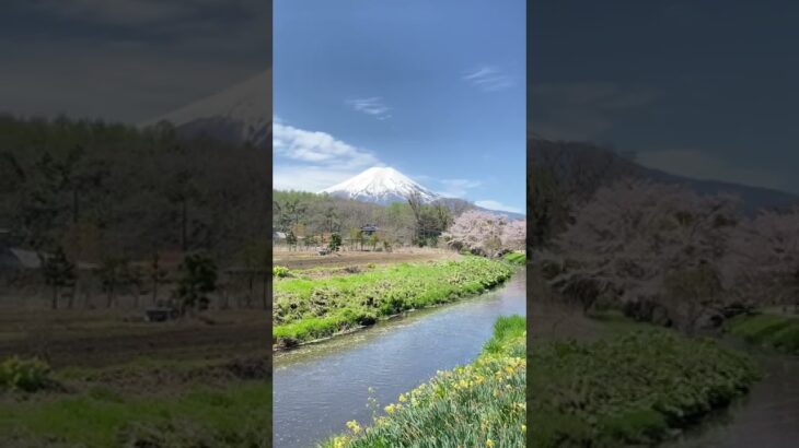 【春の風景】山梨県忍野村、新名庄川に舞い散る桜と富士山の特別な風景