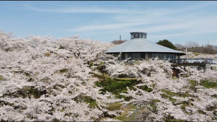 【桜view360度】春の加護坊山｜2022