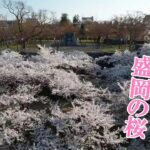 【ドローン】盛岡城跡公園・桜2022（満開ピーク時）