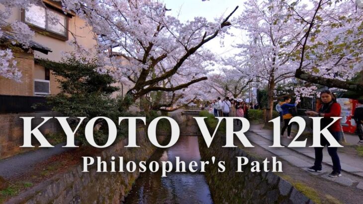 【京都 桜】哲学の道 8K VR – Path of Philosophy 8K VR –