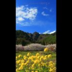 独鈷山千本桜と菜の花と独鈷山と流れる雲　FUKEI 71990
